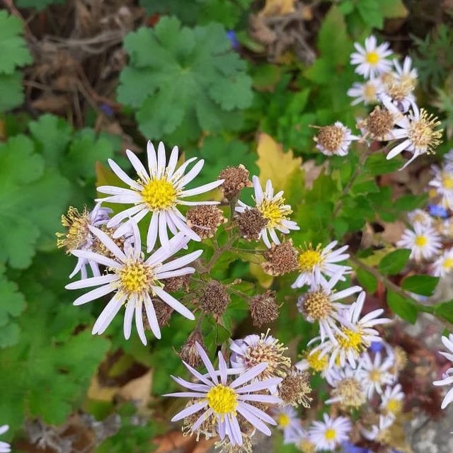 Aster ageratoides — flower