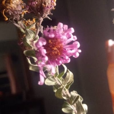Corethrogyne filaginifolia — flower