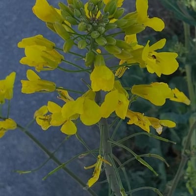 Brassica napus — flower