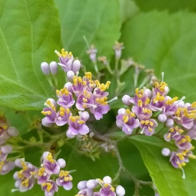 Callicarpa japonica — flower