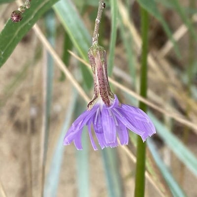 Lactuca tatarica — flower