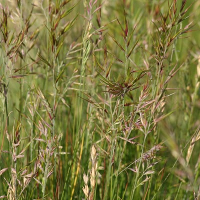Festuca vivipara — flower