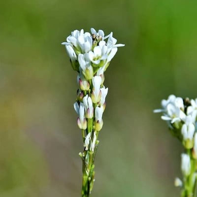 Arabis planisiliqua — flower