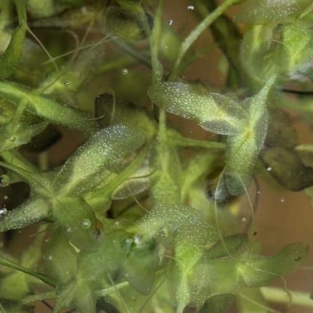 Lemna trisulca — flower