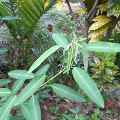 Codariocalyx motorius — leaf