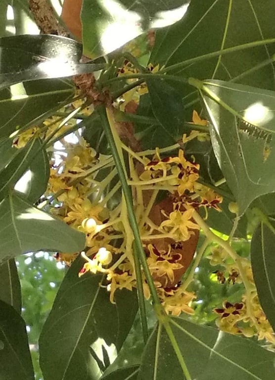 Clerodendrum cyrtophyllum