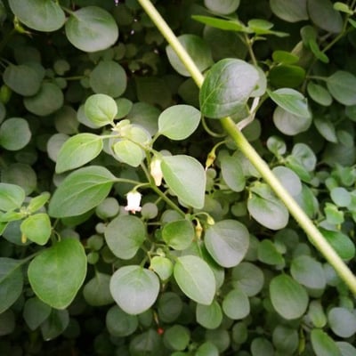 Salpichroa origanifolia — flower