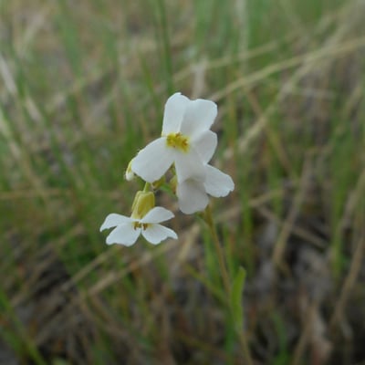 Turritis glabra — flower