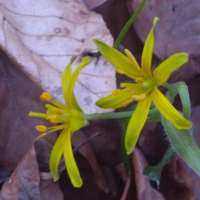 Gagea minima — flower