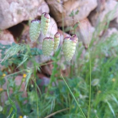 Briza maxima — flower