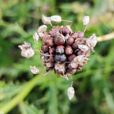 Allium scorodoprasum — flower