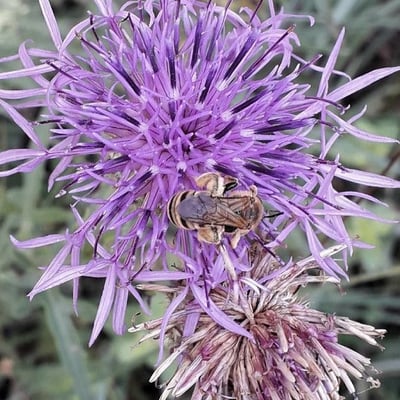 Centaurea scabiosa — flower