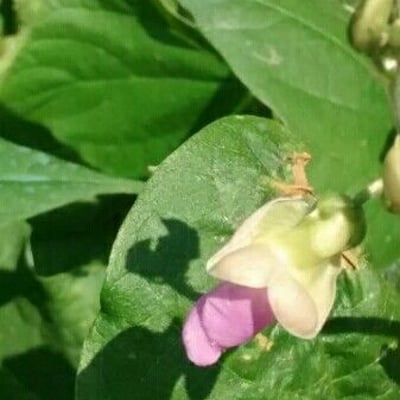 Phaseolus vulgaris — flower