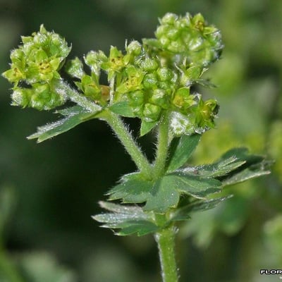 Alchemilla glaucescens — flower