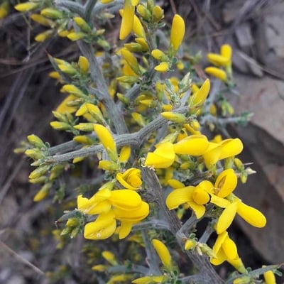 Genista scorpius — flower