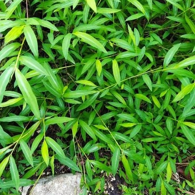 Microstegium vimineum — leaf