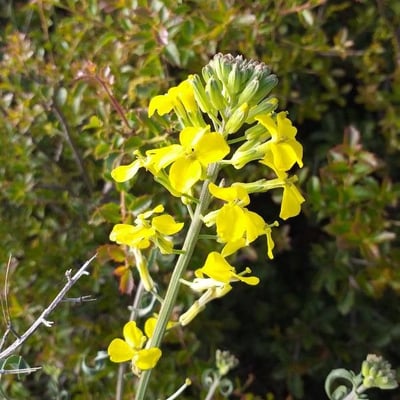 Erysimum odoratum — flower