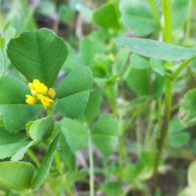 Medicago polymorpha — flower