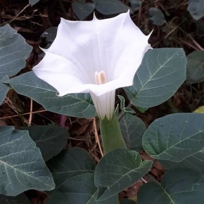 Datura innoxia — flower