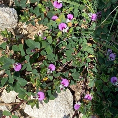 Kummerowia striata — flower