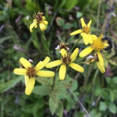 Senecio sarracenicus — flower