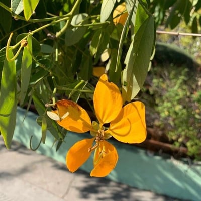 Senna macranthera — flower