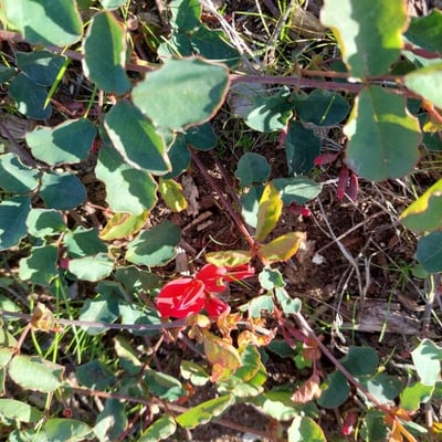 Kennedia prostrata — flower