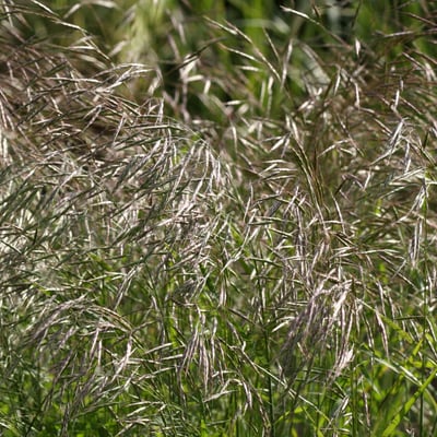 Bromus arvensis — flower