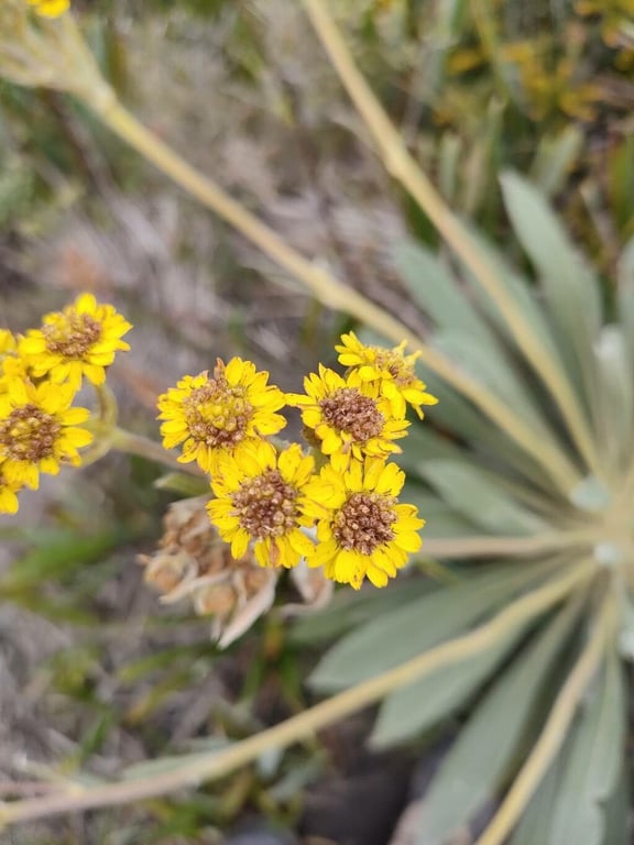 Espeletia grandiflora