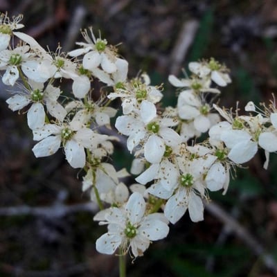 Filipendula vulgaris — flower