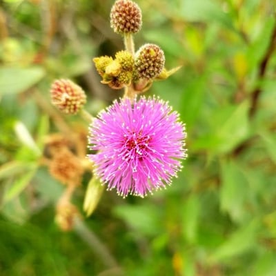 Mimosa quadrivalvis — flower