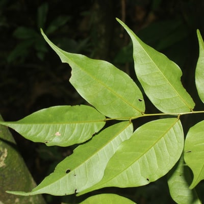 Dialium guianense — leaf