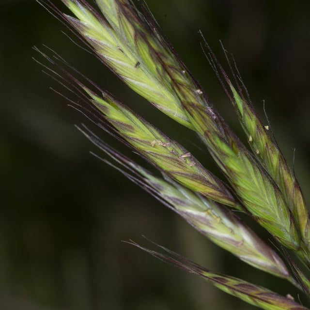 Bromus lanceolatus — flower