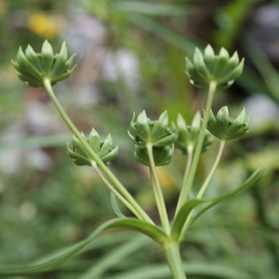 Bupleurum petraeum — flower