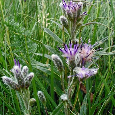 Saussurea alpina — flower