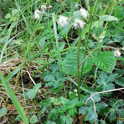 Sanicula europaea — flower
