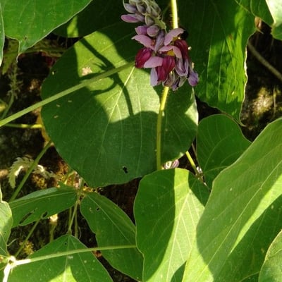 Pueraria montana — flower