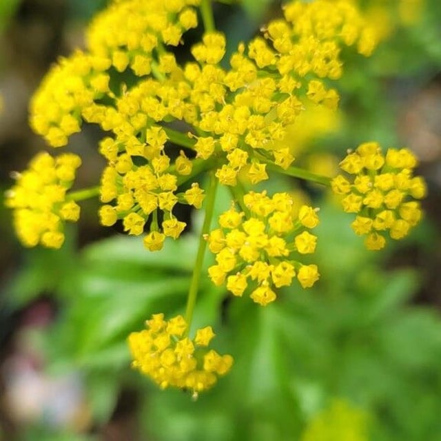 Zizia aurea — flower