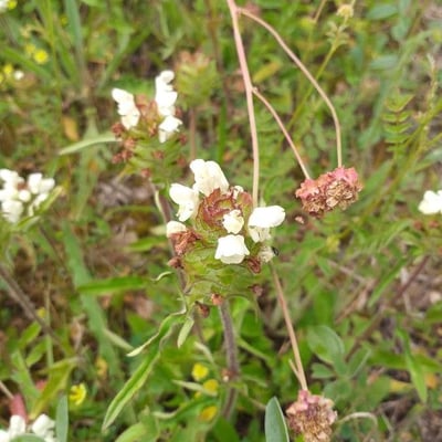 Prunella laciniata — flower