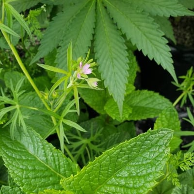 Melissa officinalis — flower