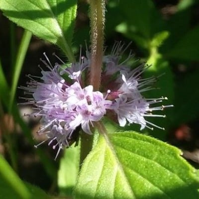 Mentha arvensis — flower