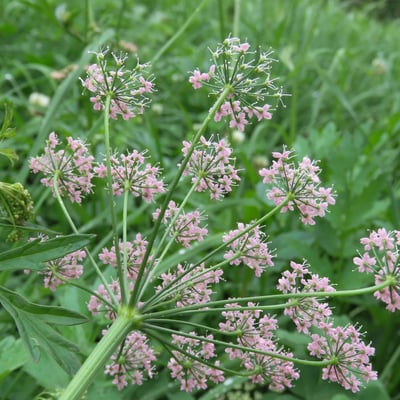 Pimpinella major — flower