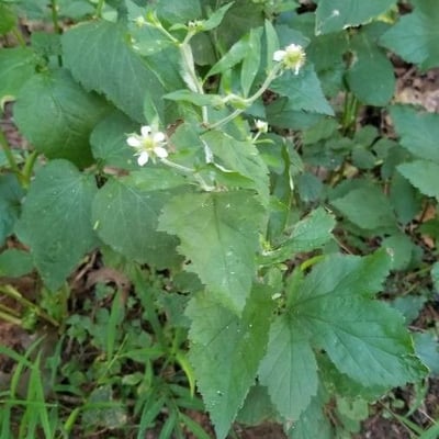 Geum canadense — flower