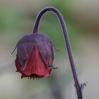 Geum rivale — flower