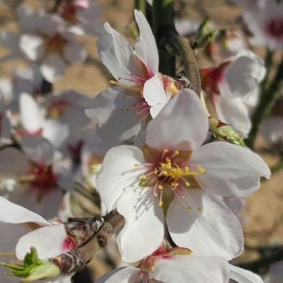 Prunus dulcis — flower