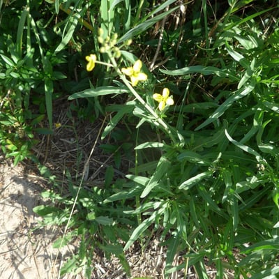 Diplotaxis tenuifolia — flower