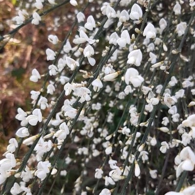 Cytisus multiflorus — flower