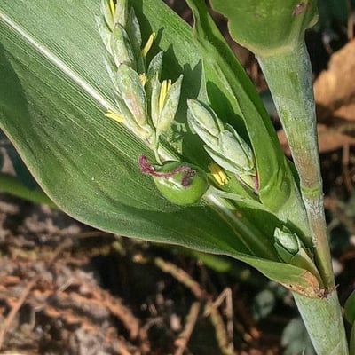 Coix lacryma-jobi — flower
