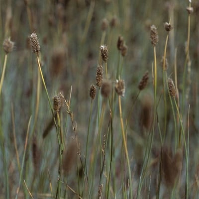 Alopecurus magellanicus — habit