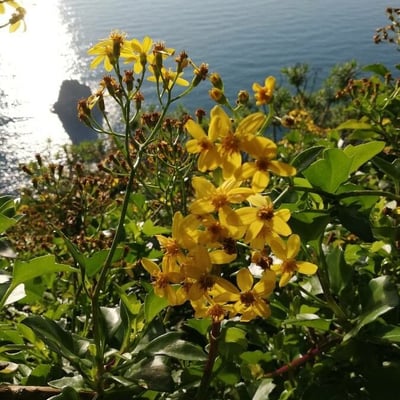 Senecio angulatus — flower